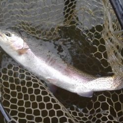 大安トラウトレイク 釣果